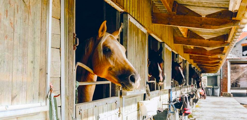The Benefits of Using a Wall Caddy for Horse Supplies